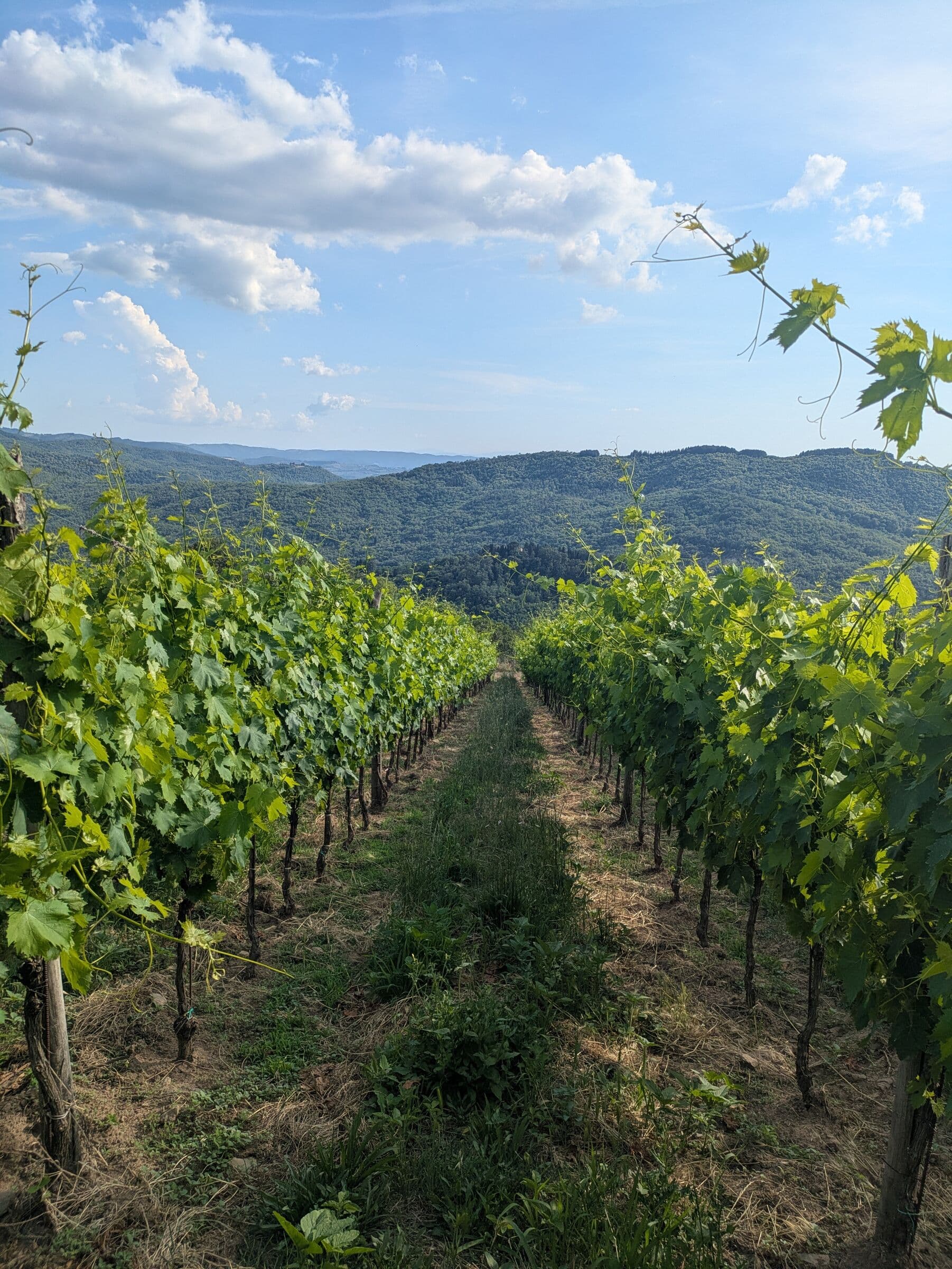Vineyard in the Chianti Hills
